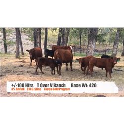 T over V Ranch-Stavely AB.  +/- Heifers
