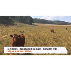 Brent & Kim Hale-Madden/Crossfield, AB  +/- Heifers