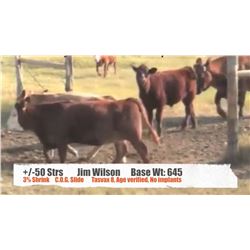 Jim Wilson-Wilson Grande Coulee Ranch-Drumheller, AB  +/- Steers