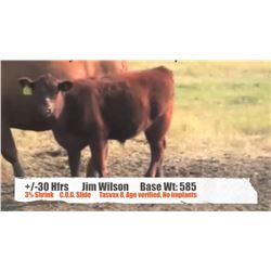 Jim Wilson-Wilson Grande Coulee Ranch-Drumheller, AB  +/- Heifers