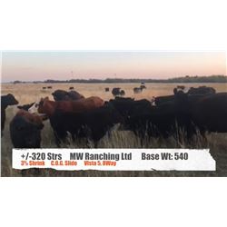 MW Ranching Ltd-Castor, AB  +/- Steers