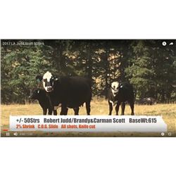 Robert Judd & Brandy/Carman Scott-Dogpound, AB  +/- Steers