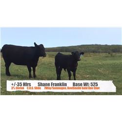 Shane Franklin - Bonneyville, AB  +/- Heifers