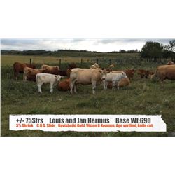 Louis & Jan Hermus-Big Valley, AB  +/- Steers