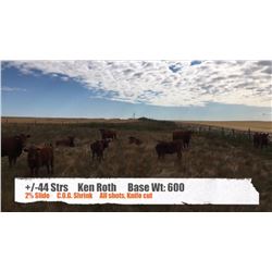 Ken Roth - Madden, AB   +/- Steers