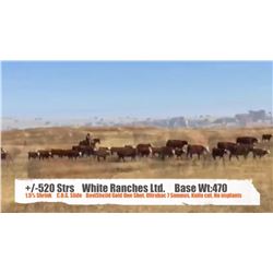 White Ranches - Shaunavon, SK  +/- Steers