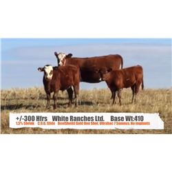 White Ranches - Shaunavon, SK  +/- Heifers