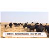 Image 1 : Kornfeld Ranches - Val Marie, SK  +/- Steers