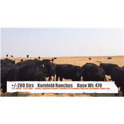 Kornfeld Ranches - Val Marie, SK  +/- Steers