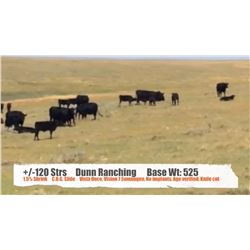 Dunn Ranching - Mankota, SK  +/- Steers