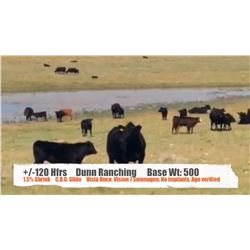 Dunn Ranching - Mankota, SK  +/- Heifers