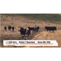 Rafter 7 Ranches - Bracken, SK  +/- Steers