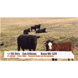 Eve Erikson-Consul, SK  +/- Steers