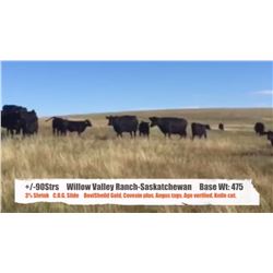 Willow Valley Ranch - Glidden, SK  +/- Steers
