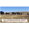 Image 1 : Willow Valley Ranch - Glidden, SK  +/- Steers