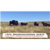 Image 1 : Willow Valley Ranch - Glidden, SK  +/- Steers