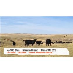 Marvin Grant (Newton Lake Ranch) - Val Marie, SK  +/- Steers