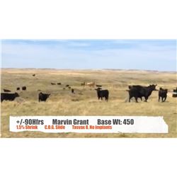 Marvin Grant (Newton Lake Ranch) - Val Marie, SK  +/- Heifers