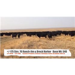 76 Ranch (Jim & Brock Harbor)- Val Marie, SK  +/- Steers