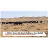 Image 1 : Stoney Hills Ranch - R & R Farms - Bracken, SK  +/- Steers