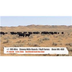 Stoney Hills Ranch - R & R Farms - Bracken, SK  +/- Heifers