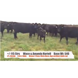 Wace & Amanda Hartell - Empress, AB  +/- Steers
