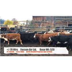 Fossen Air Ltd-Rock Creek, BC  +/- Heifers