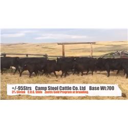 Campstool Cattle Co Ltd.-Granum, AB  +/- Steers