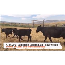 Campstool Cattle Co Ltd.-Granum, AB  +/- Steers