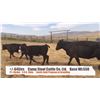 Image 1 : Campstool Cattle Co Ltd.-Granum, AB  +/- Steers