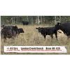 Image 1 : Lyndon Creek Ranch - Claresholm, AB  +/- Steers