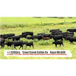 Trout Creek Cattle Co.-Claresholm, AB  +/- Steers