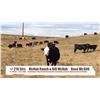 Image 1 : McNab Ranch/Bill McNab-Fort Macleod, AB  +/- Steers