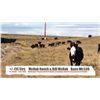Image 1 : McNab Ranch/Bill McNab-Fort Macleod, AB  +/- Steers