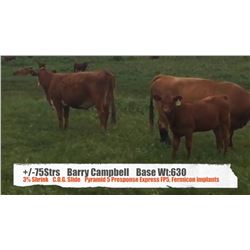 Barry Campbell-Fort Macleod, AB  +/- Steers