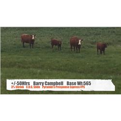 Barry Campbell-Fort Macleod, AB  +/- Heifers
