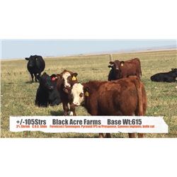 Black Acre Farms-Fort Macleod, AB  +/- Steers