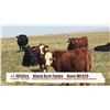 Image 1 : Black Acre Farms-Fort Macleod, AB  +/- Steers