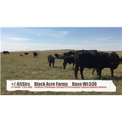 Black Acre Farms-Fort Macleod, AB  +/- Steers