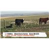 Image 1 : Black Acre Farms-Fort Macleod, AB  +/- Heifers
