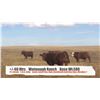 Image 1 : Watmough Ranch - Fort MacLeod, AB  +/- Heifers