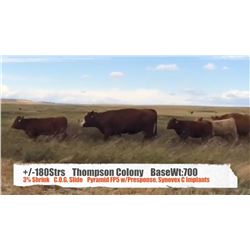 Thompson Colony-Fort Macleod, AB  +/- Steers