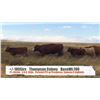 Image 1 : Thompson Colony-Fort Macleod, AB  +/- Steers