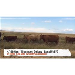 Thompson Colony-Fort Macleod, AB  +/- Heifers