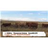 Image 1 : Thompson Colony-Fort Macleod, AB  +/- Heifers