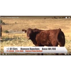 Hansen Ranches-Cardston, AB  +/- Steers