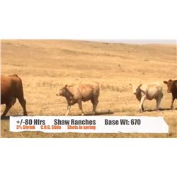 Shaw Ranches - Cardston, AB   +/- Heifers