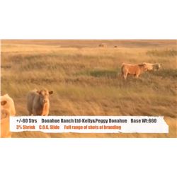 Donahue Ranch Ltd. (Kelly & Peggy Donahue)- Fort MacLeod, AB  +/- Steers