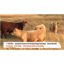 Donahue Ranch Ltd. (Kelly & Peggy Donahue)- Fort MacLeod, AB  +/- Heifers