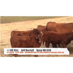 Jeff Bectell - Cardston, AB  +/- Steers